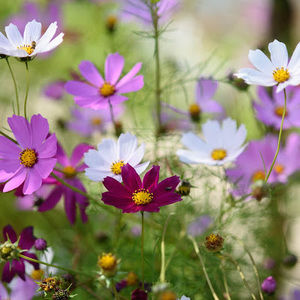 Meet your Posher, Isabella